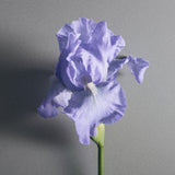 Profumo CREED